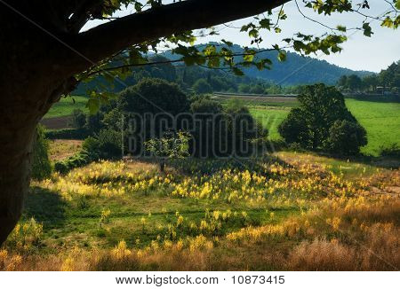 Provence Hills