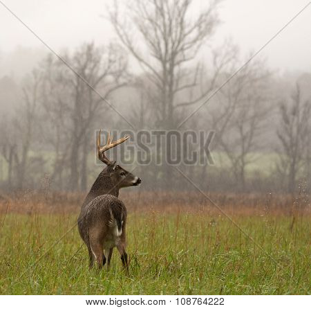 White-tailed Deer Buck In Rain
