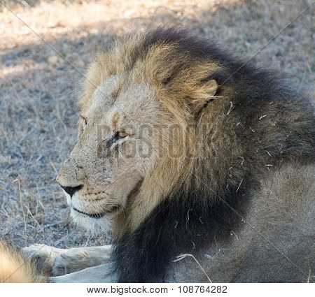 Male Lion