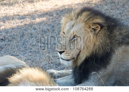 Male Lion