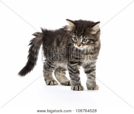 Cute Baby Tabby Kitten On White