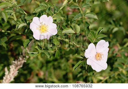 Rosa Canina
