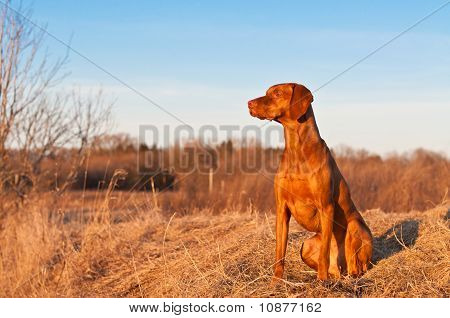 Собака Vizsla сидя на весну