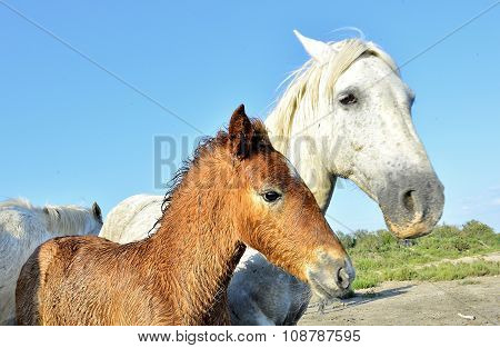 White Horses Of Camarque