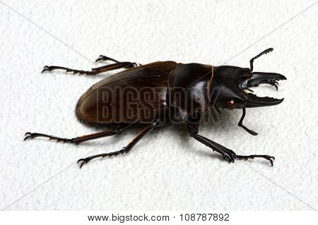 Stag beetle isolated on background