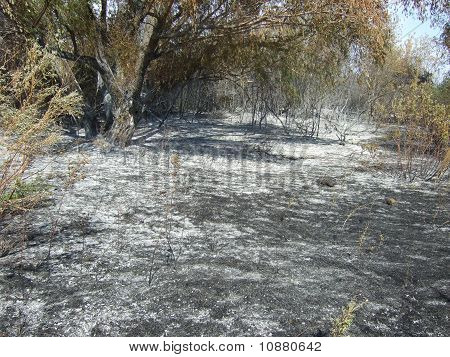 forest after fire