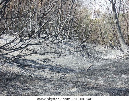 forest after fire