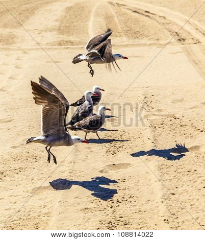California Seagulls At The Sandy Beach