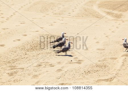 California Seagulls At The Sandy Beach