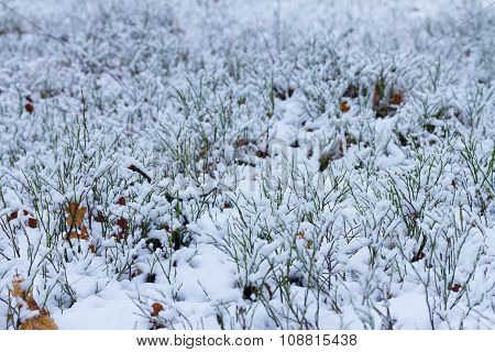 frozen leaves with snow
