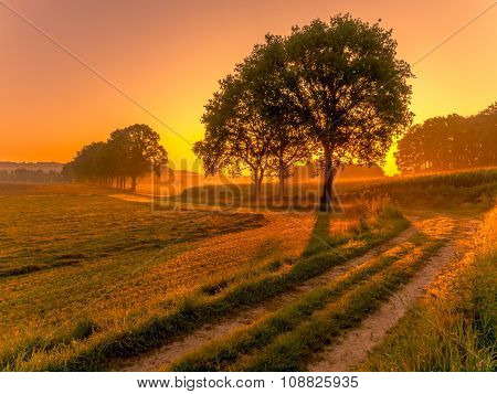Row Of Trees At Sunrise