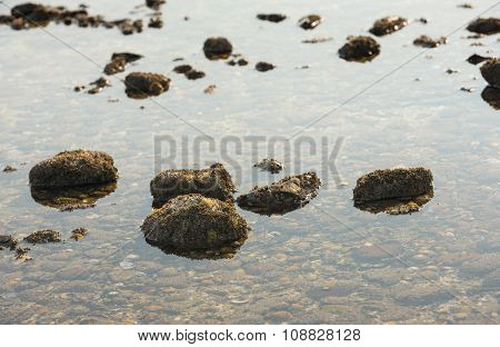 Stones With Acorn Barnacles In Low Sea Water
