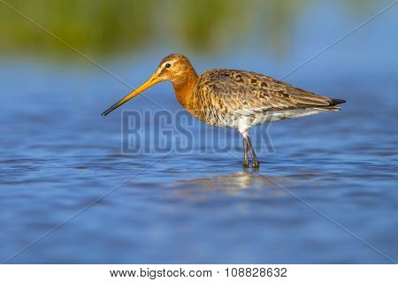 Female Black Tailed Godwit
