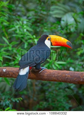 Colorful tucan in the aviary