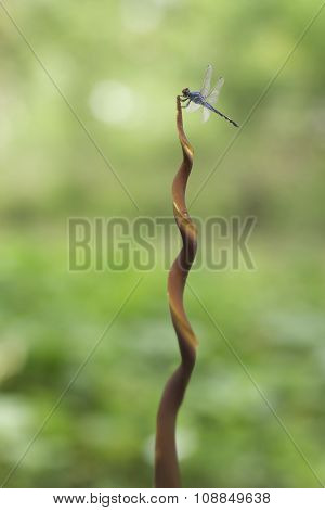 blue dragonfly