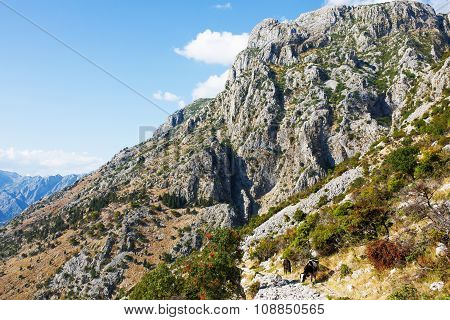 View Lovchen mountain with cows. Montenegro.