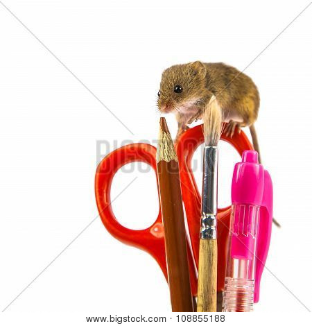 Harvest Mouse On School Utensils Concept