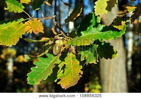 Autumn. Oak Tree, branch.