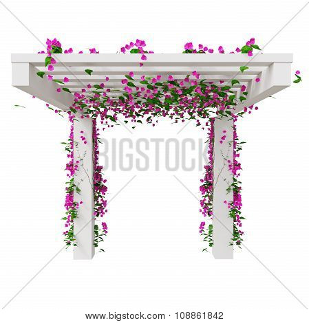 Climbing flowers on pergola