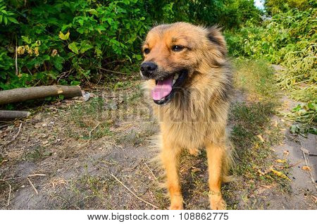 Home dog