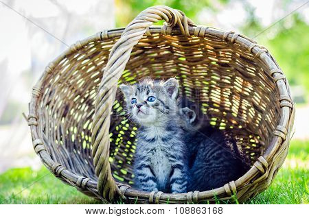 kitten  in a basket