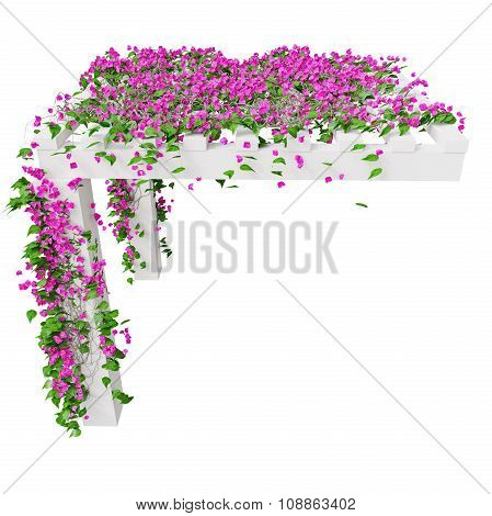 Bougainvillea with pink flowers