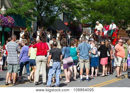 Budweiser Clydesdales In Coeur D' Alene, Idaho