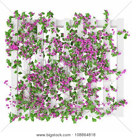 Flowers pink plant, top view