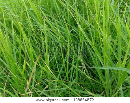 pasto verde