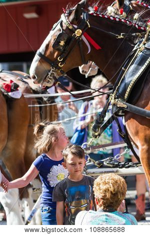 Budweiser Clydesdales In Coeur D' Alene, Idaho