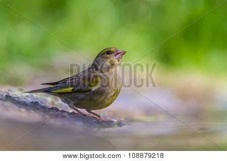 Male Greenfinch