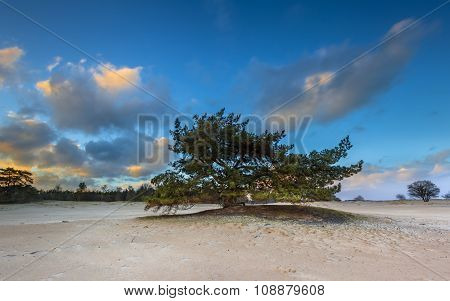 Pine Tree In Drifting Sands Area