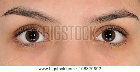 Human Eye