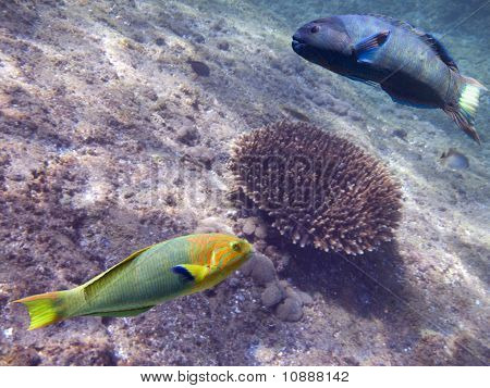 parotfishes