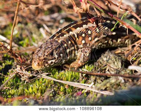 Sand Lizard Portrait Side Up