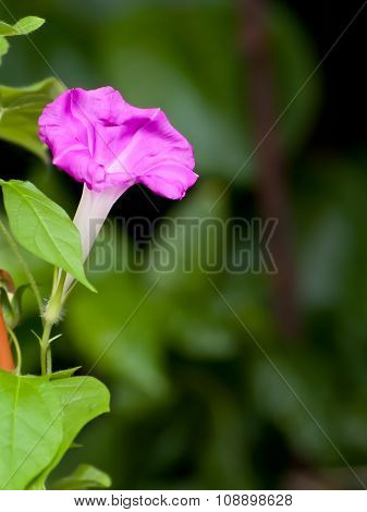 Pink Morning Glory Flower