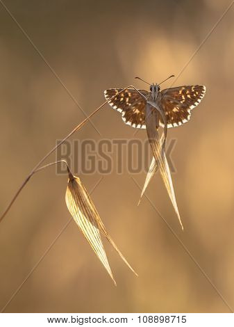 Grizzled Skipper Butterfly (pyrgus Malvae) On Grass Spike On Backlit Neutral Brown Background
