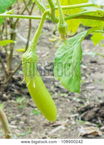 Green Eggplant