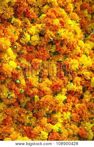 Marigold Background