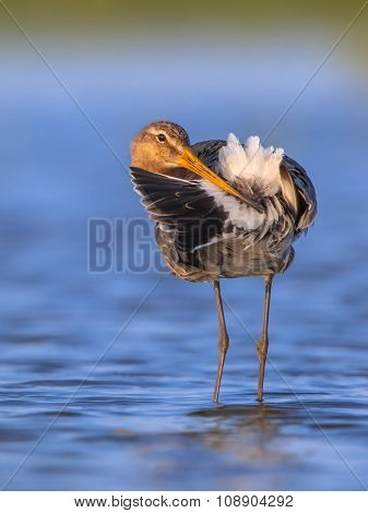 Black Tailed Godwit Cleaning Tail