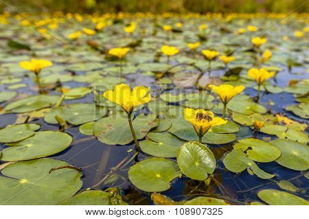 Fringed Water Lily