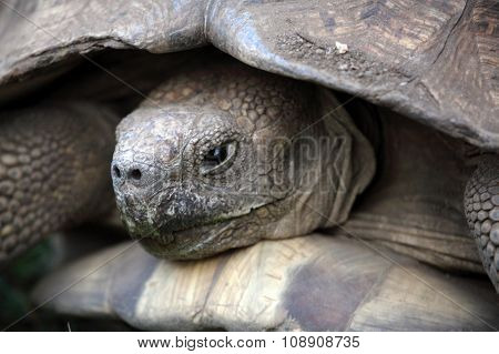 African Spurred Tortoise