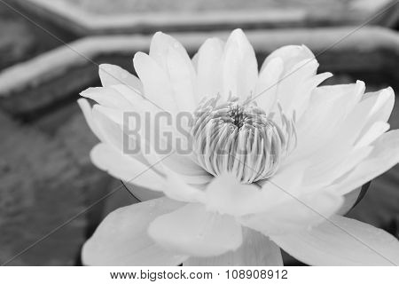 Lotus Flower