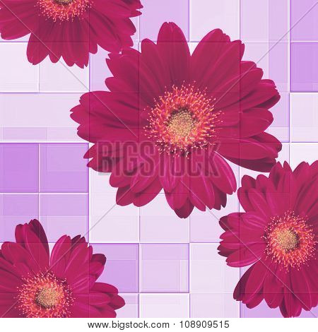 Beautiful background of Chamomiles