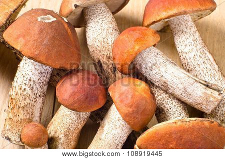 group of orange cap boletus