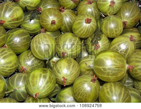 Gooseberry 'Whitesmith'