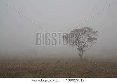 Standalone Tree In The Mist