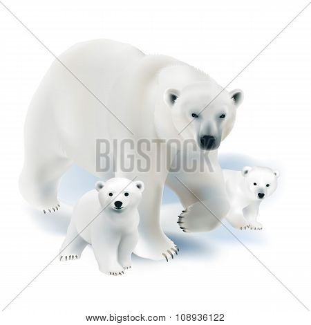 Polar bear and cubs.