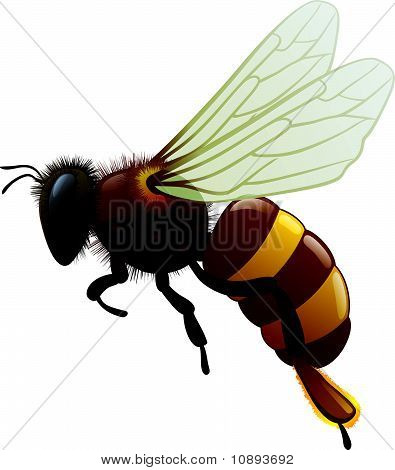 Vector Bee.