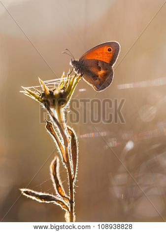 Small Heath Butterfly (coenonympha Pamphilus) Backlit By Morning Sun